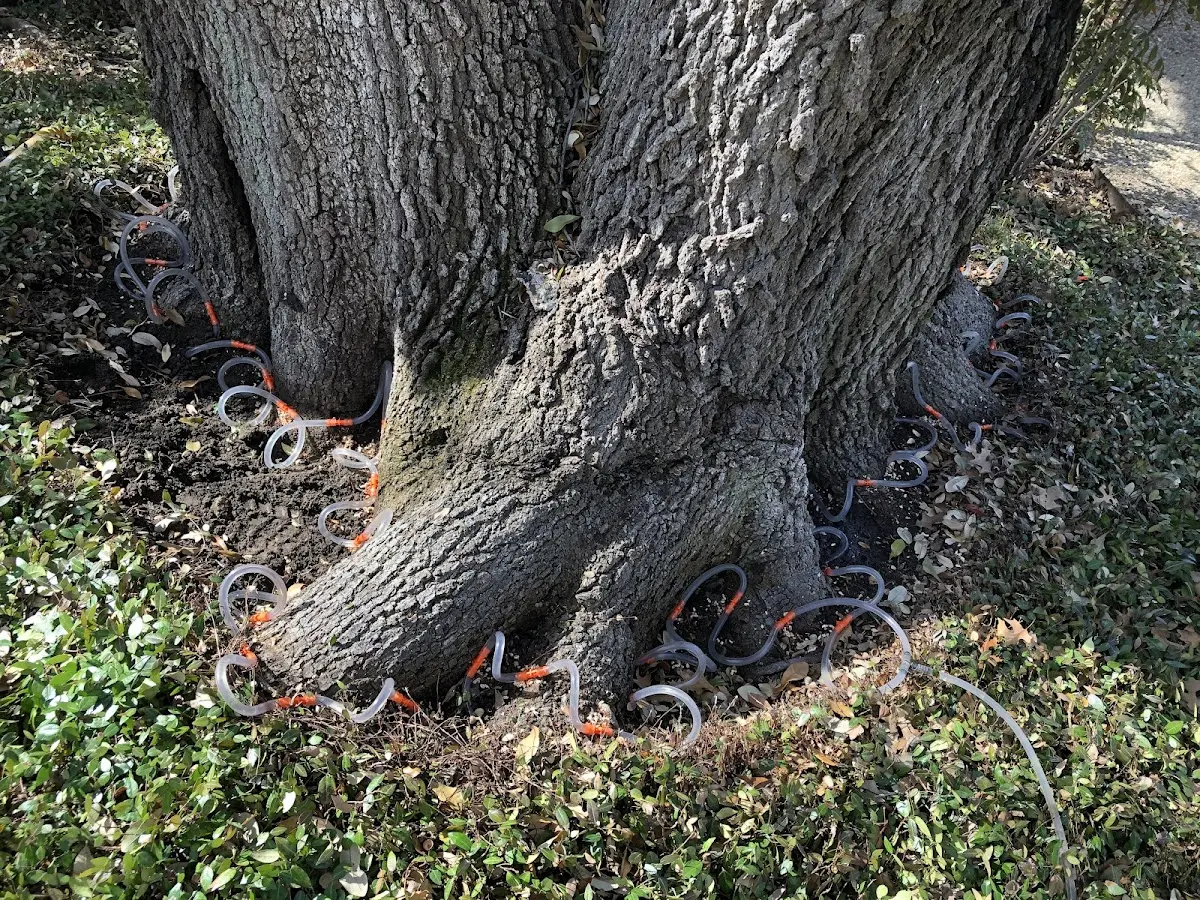 Detailed Tree Cabling and Bracing job site in Red Cliff